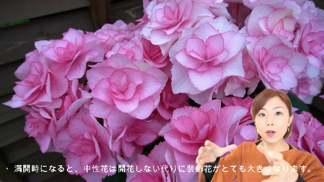 Amazon｜バロニーピンク さかもと園芸 達人のあじさい 母の日