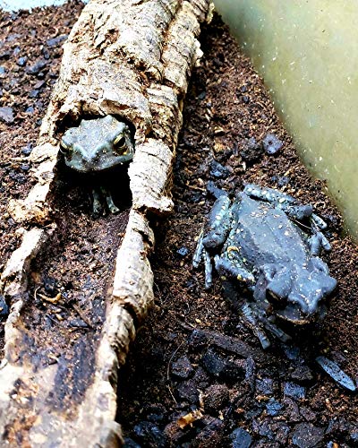 Josh's Frogs Biobedding Tropical Bioactive Substrate (10 Quarts) #TOP2