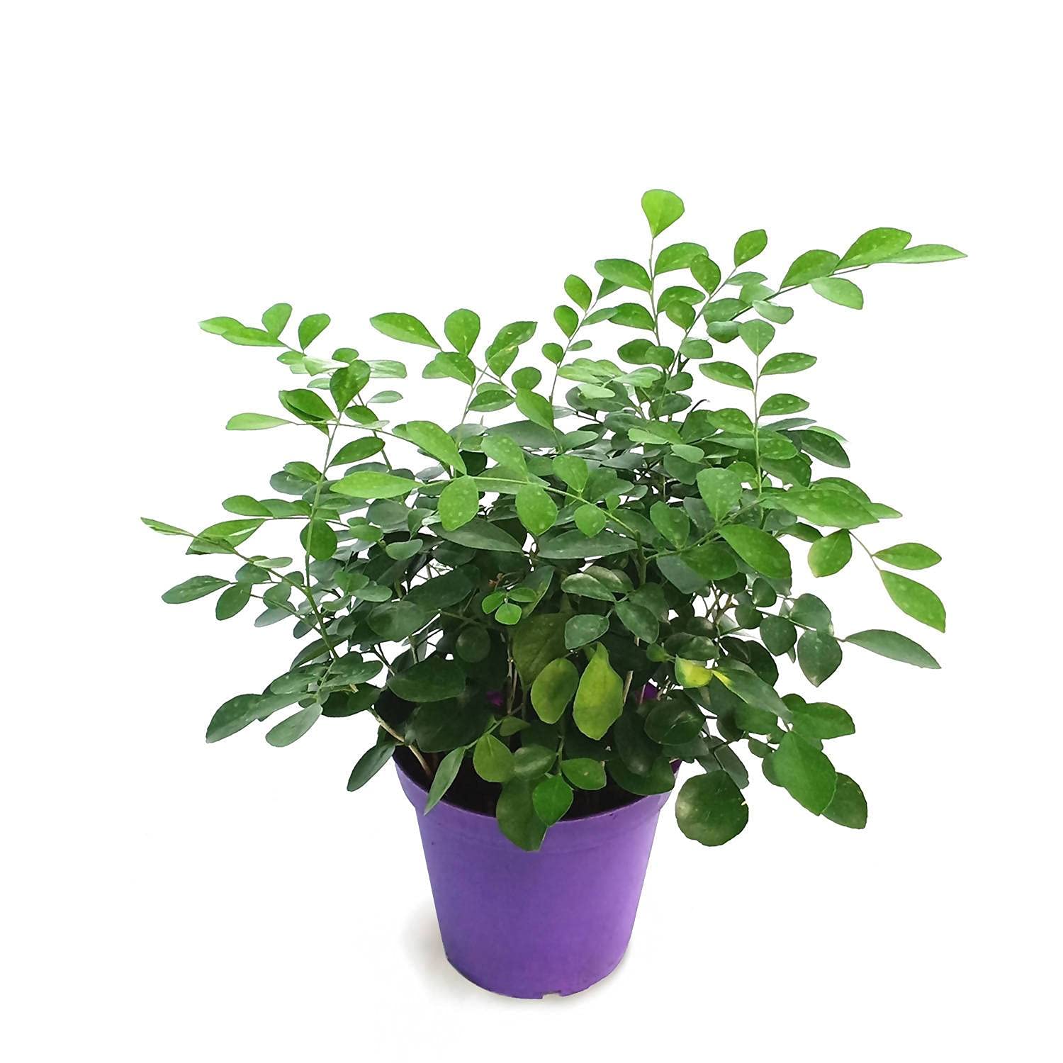 pankaj nursery Murrayya Exotica Madhukamini Live Sweet Smelling Flowers (B09B1R6FW3) Amazon Price History, Amazon Price Tracker