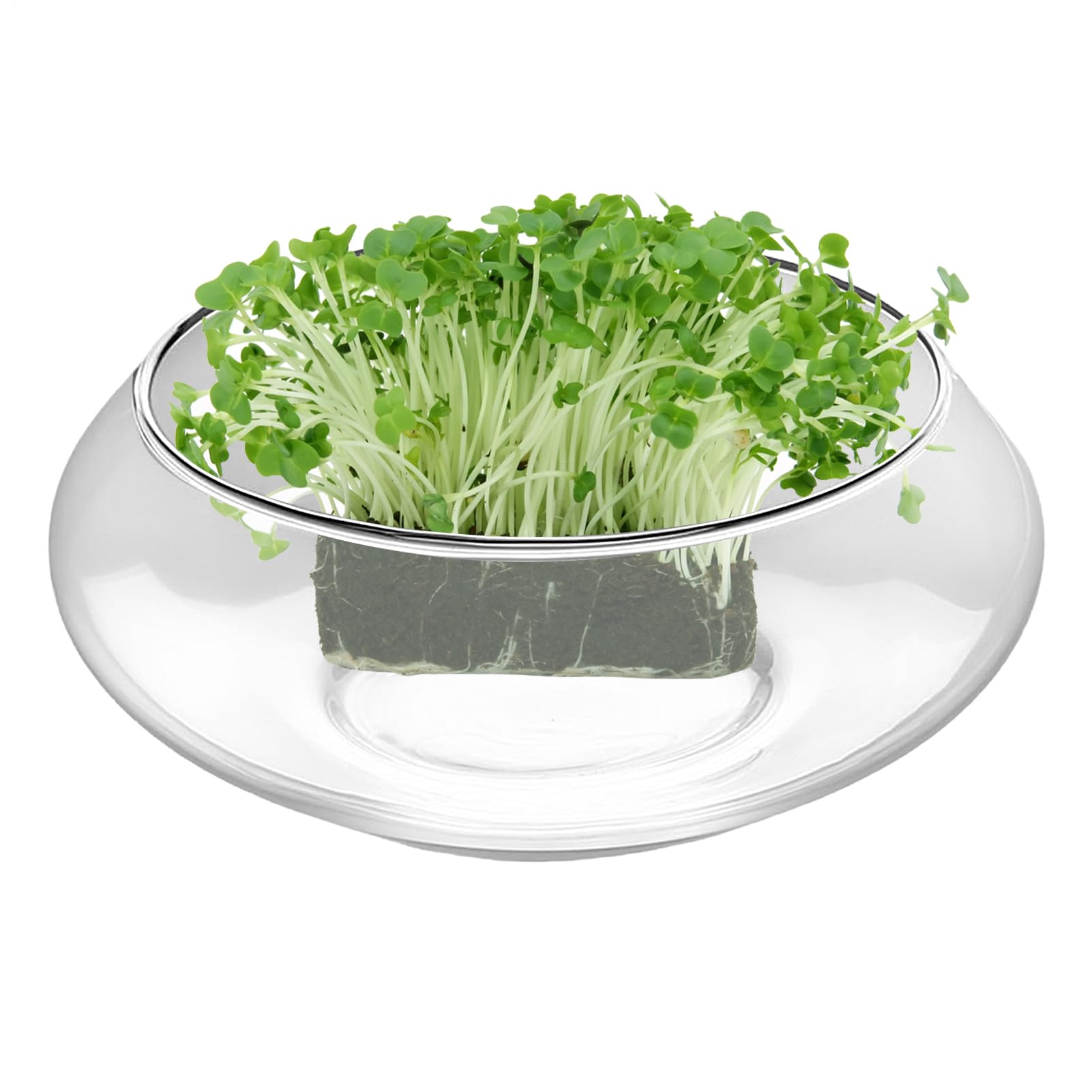 Ciotola per pesci | Grande vaso per pesci in | Vaso bonsai da 25 cm | Ciotole in con design trasparente | Ciotole per fiori idroponici per pesci domestici e piante grasse da interno