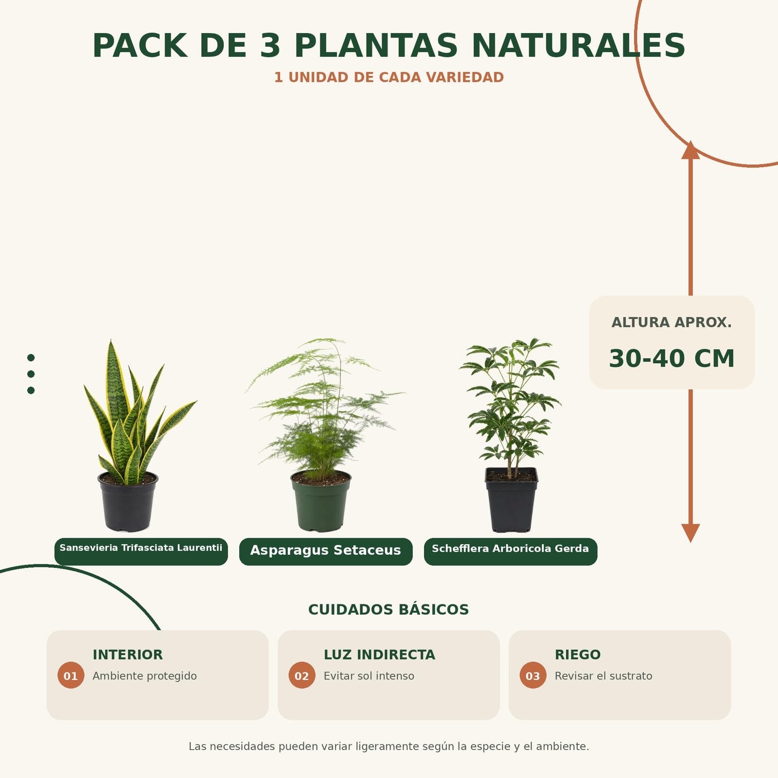 DECOALIVE Pack 3 Plantas de Interior para Porte Vertical
