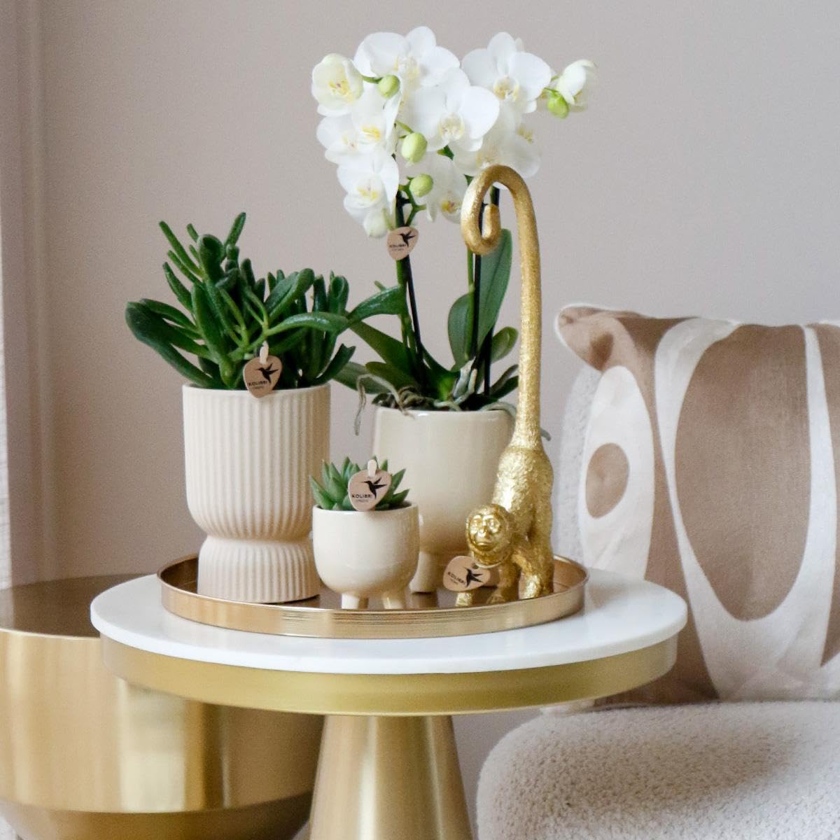 Kolibri Storczyki | COMBI DEAL 4 białe storczyki Phalaenopsis - Amabilis - wielkość doniczki Ø9cm | kwitnąca roślina doniczkowa - świeża od hodowcy
