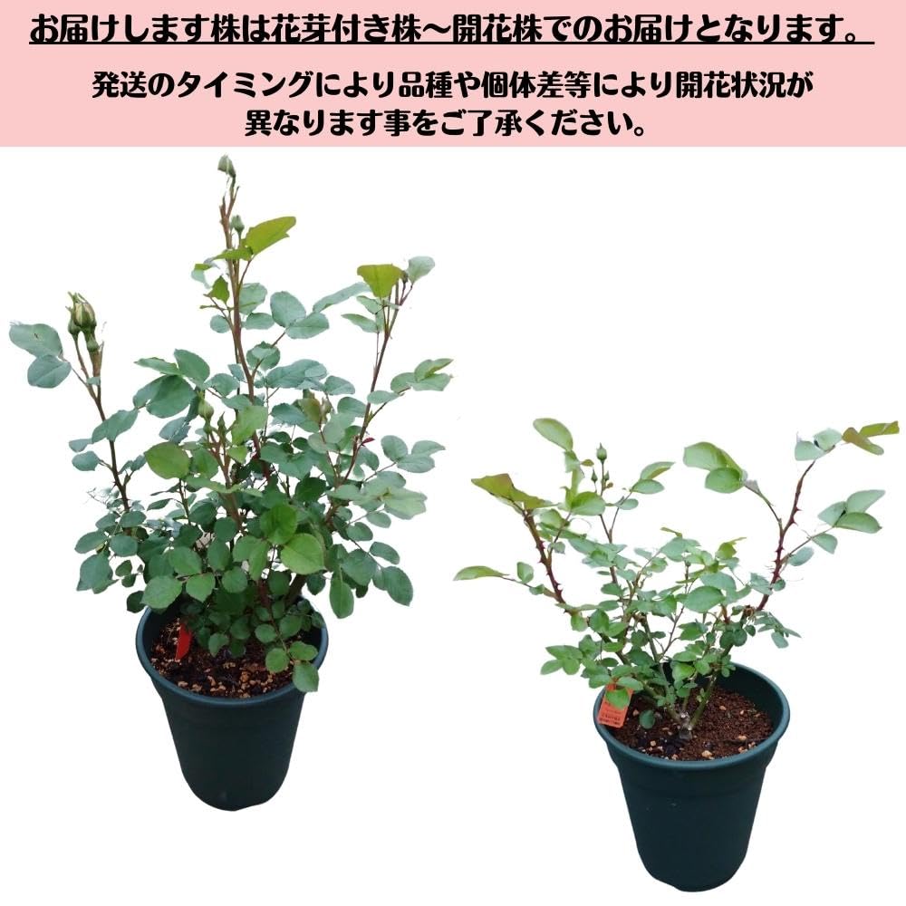 つるバラ  ピエールドゥロンサール  接木大苗  蕾付き  ８号鉢  薔薇  苗  バラ苗 Amazon.co.jp: ＼当店オリジナル仕様／ バラ苗 ピエールドゥロンサール
