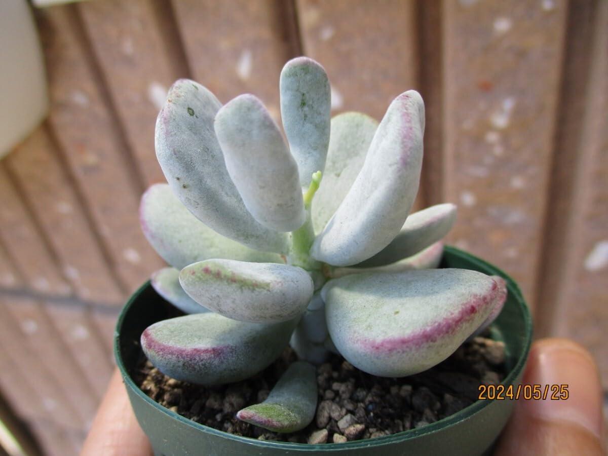 雅姫（カット苗）多肉植物コチレドン