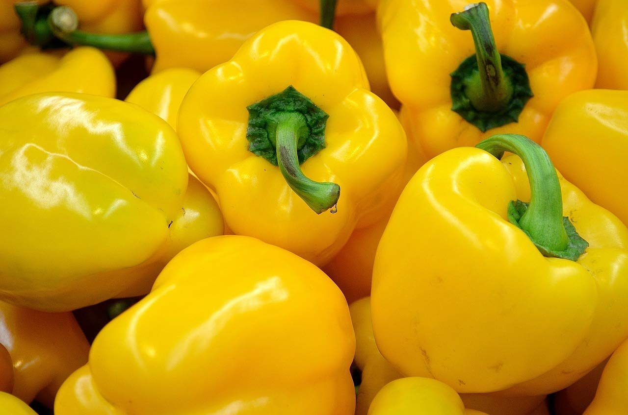 Golden Hills Farm Yellow Bell Pepper Chilli Seeds,Exotic Vegetable Seeds 100 seeds