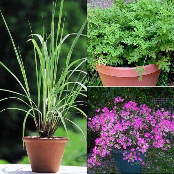 Mphmi Seedless Plant Low Maintenance Plants Top 3 Mosquito Repellent Plants, Lemon Grass Garlic Creeper, Citronella, Odomas (B0CVVQ6HBZ) Amazon Price History, Amazon Price Tracker