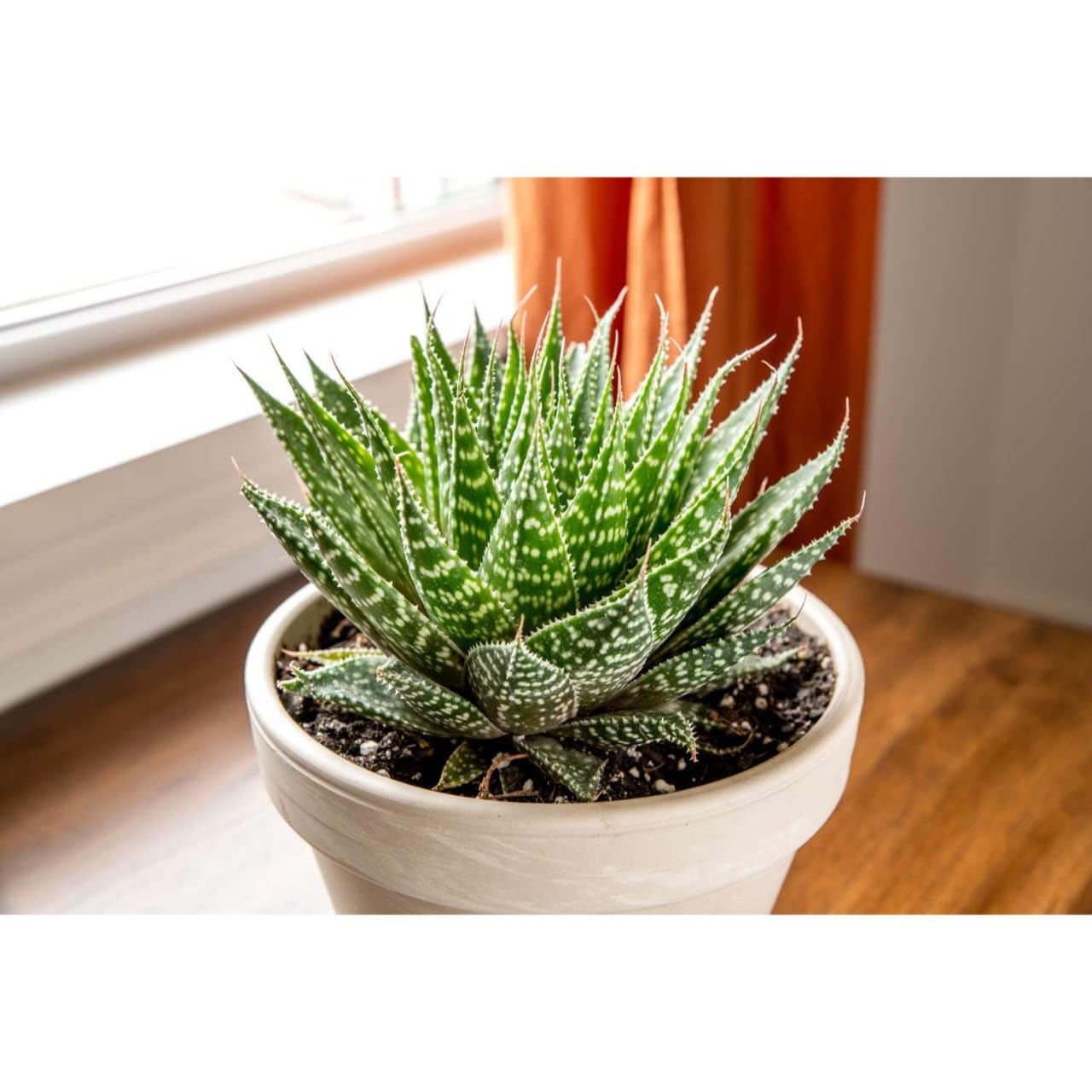NEW DEBNATH NURSERY, green Aloe Vera Plant Medicinal Natural Live for Indoor Outdoor garden Home Decor Living Room Desk,GREEN VERIEGATED ALOE C2 (B0CR8WXR6G) Amazon Price History, Amazon Price Tracker