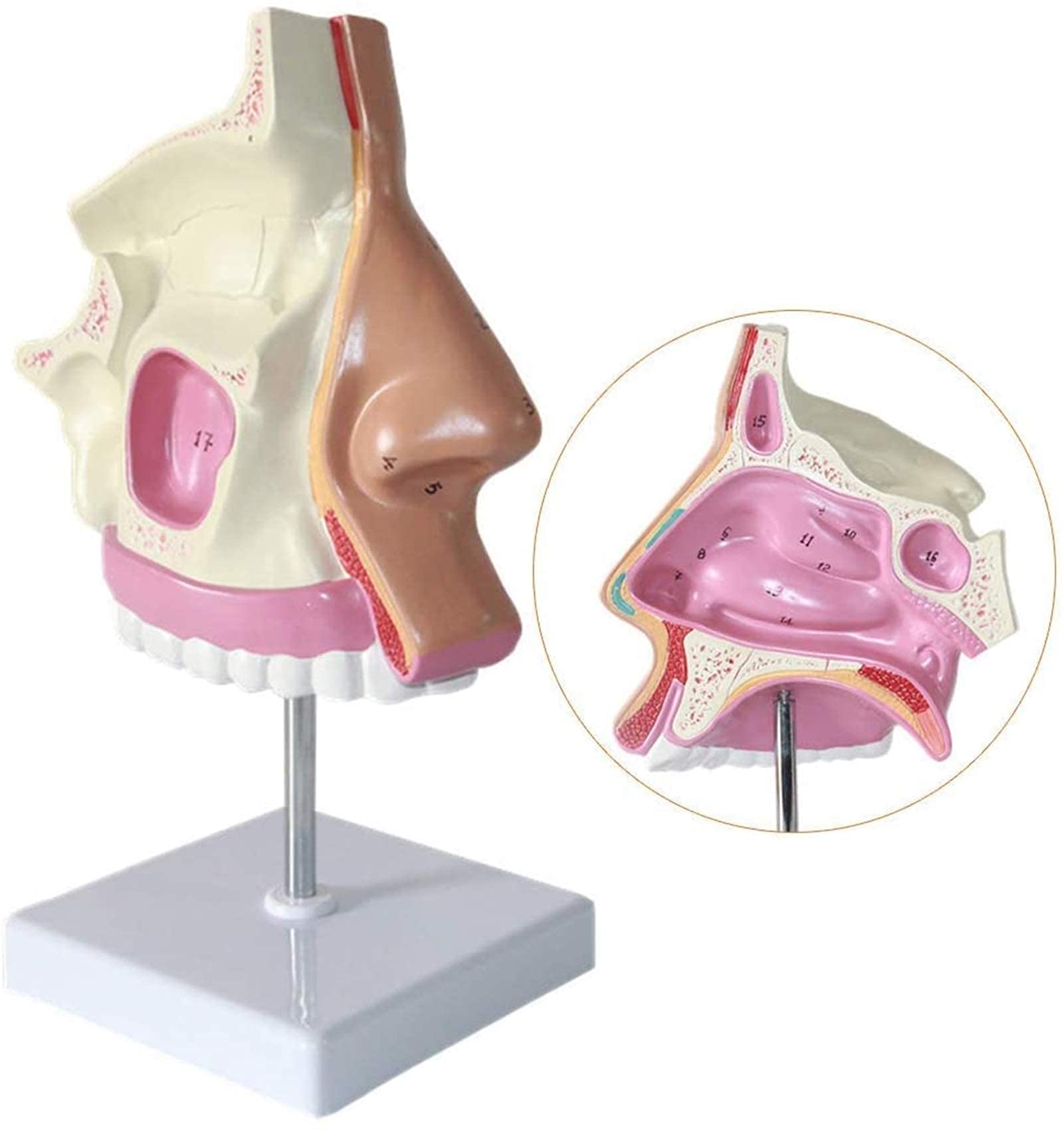 Model Nauczania Model Anatomiczny - Usuwalny Znak Cyfrowy Naukowe Modele Anatomii Anatomiczny Model Narządów Ludzkich - Dla Materiałów Dydaktycznych Medycznych