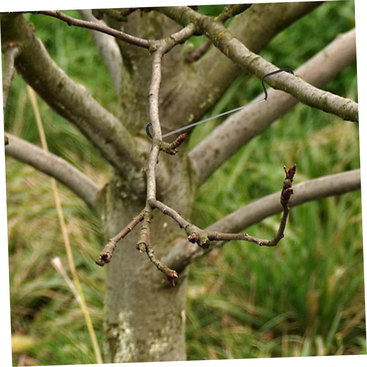 Toyvian Astspreizer aus Galvanisiertem Stahl für Obstbäume 20 Stück zum Verhindern von Schäden an und Zweigen Pflanzenspreizer für Gewerbliche Obstgärten und Gartenpflege
