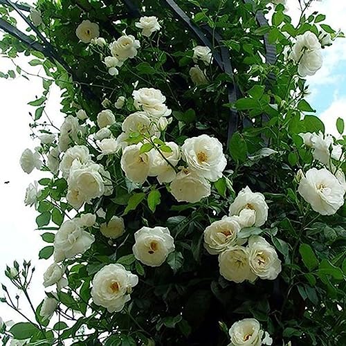 lamphle 500 Unids/bolsa Semillas de Rosas Trepadoras Perenne Fácil de Producir Semillas de Flores en Macetas de Múltiples Colores Decoración de Jardín Flor Árbol Frutal Semillas de Hierba Vege