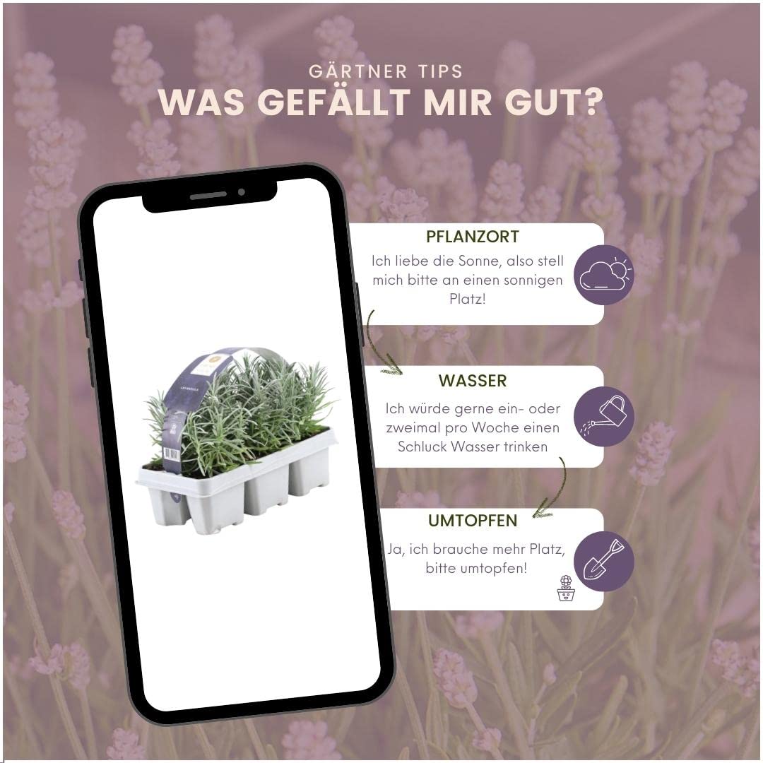Plants by Frank | 24 Blauer Duft-Lavendel Pflanzen | Lavendel Angustifolia | Echter Lavendel Pflanze Winterhart Mehrjährig | Lavendelstrauch | Gartenpflanzen | 24 x Ø7 cm - 15 cm