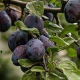 Black Ruby Plum Tree, Vibrant, Dark-Fleshed Plum with a Sweet, Bold Flavor Ideal for Preserving, 2-3 ft Tree Height, 5 gal. Grower Pot (Due to Agricultural Laws, we Cannot Ship to CA, AZ, AK, or HI)