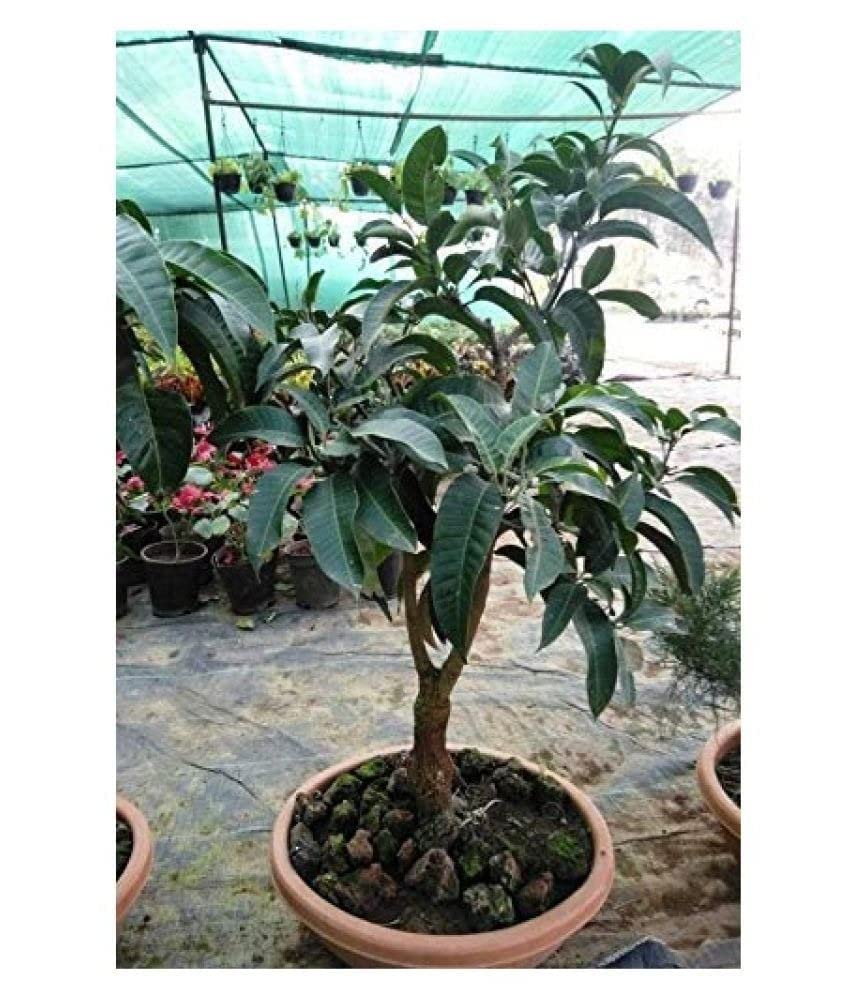Plant Nursery Online Mango Dasheri Grafted/Aam dasheri [Pack of 1] - Live Plants (B0C3CFRPQW) Amazon Price History, Amazon Price Tracker