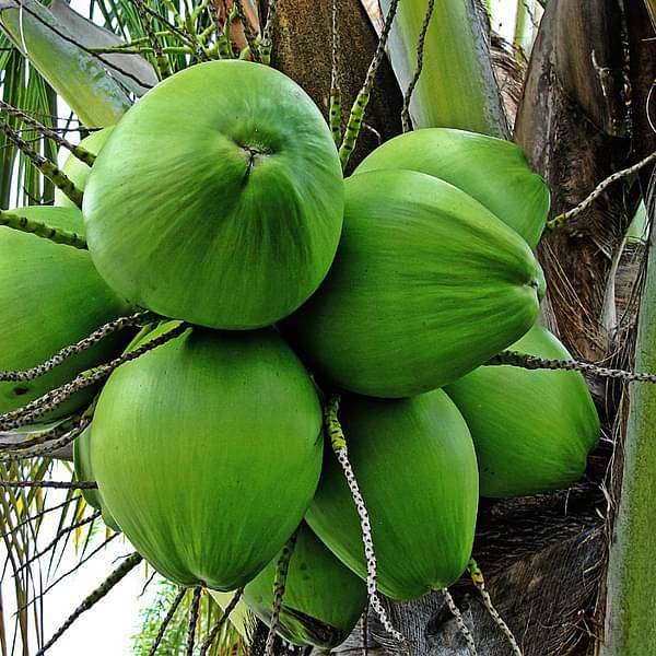 Nariyal, Coconut Tree (Green, Grown Through Seeds) - Plant (B0BBLZNNGH) Amazon Price History, Amazon Price Tracker