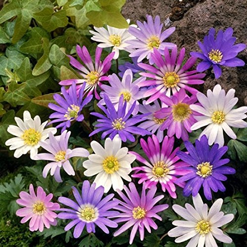 10 Bulbs of Grecian Windflower Mix (Anemone Blanda 'Mixture') Size 5/+ cm, Bulbs Planting, Open Pollinated, Heirloom, Non-GMO, windflowers, Daisy-Shaped Flowers, Grecian Windflower,