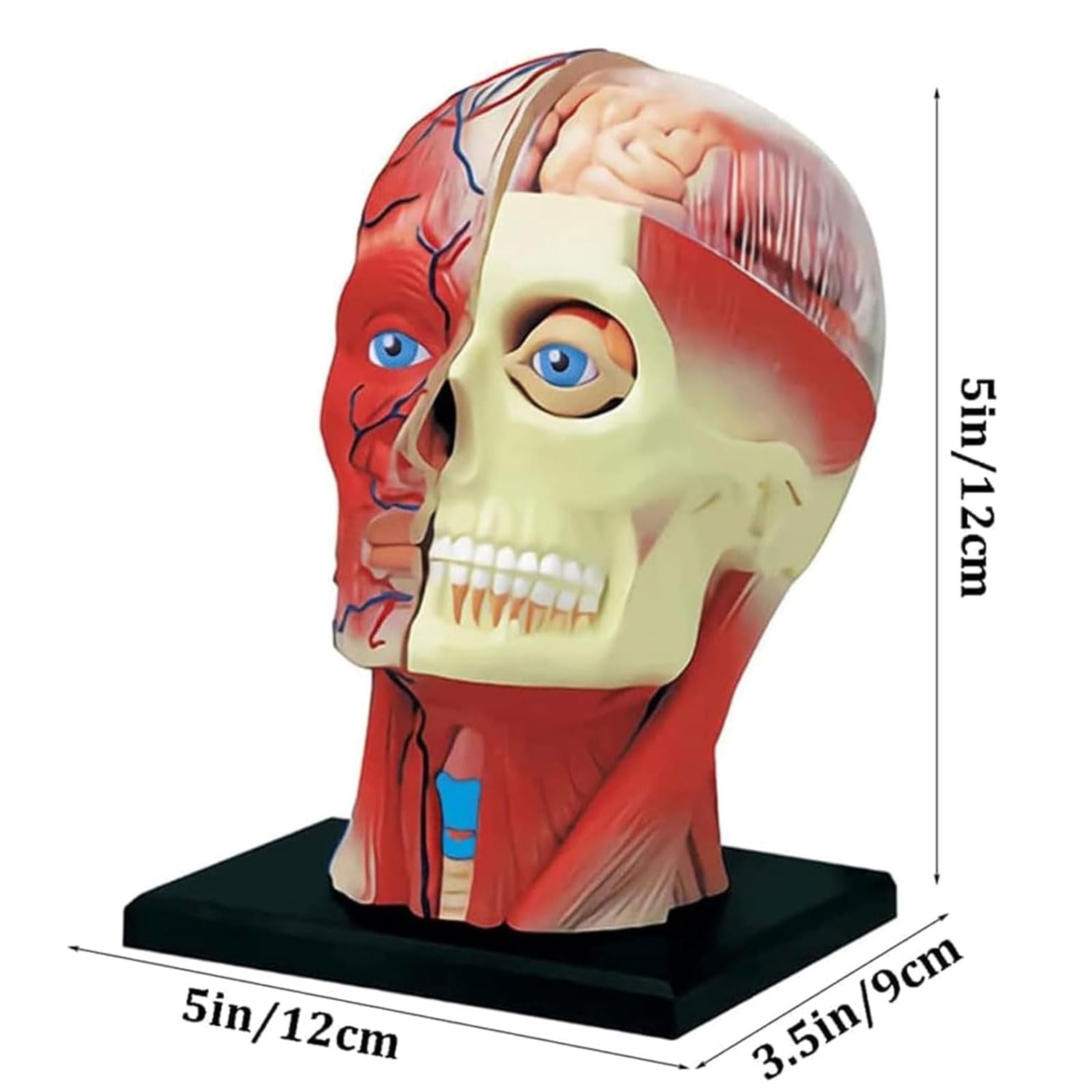 Model anatomiczny struktury ludzkiego ciała do badań medycznych i nauki