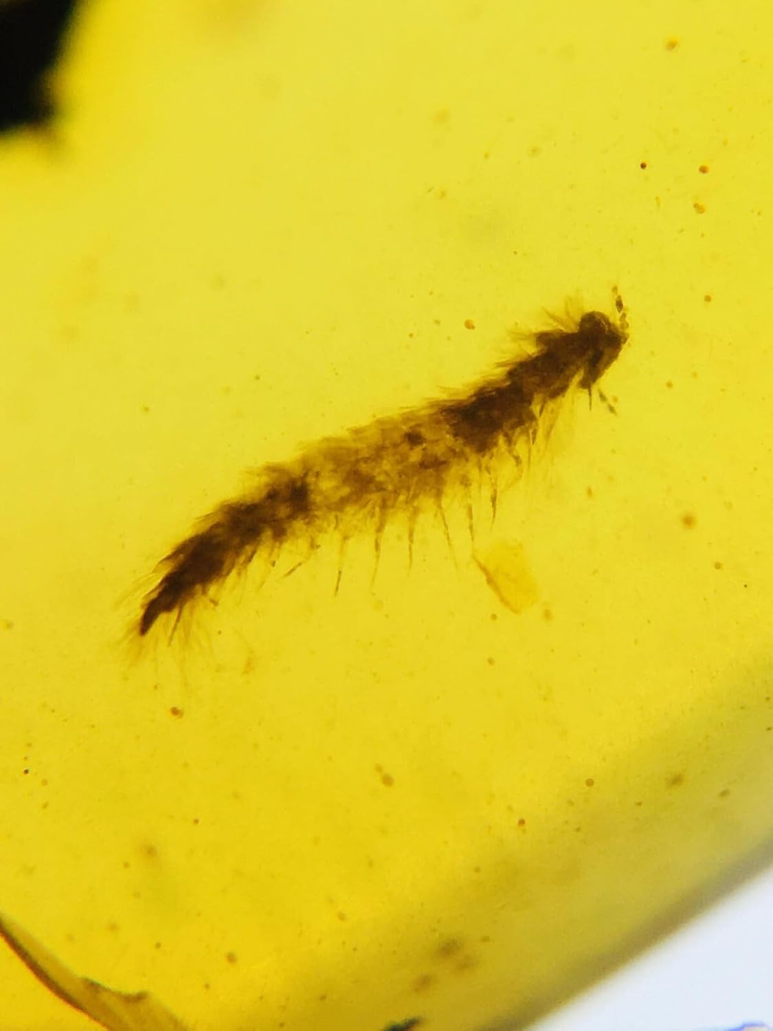 Burmese burmite Cretaceous carpenterworm Insect Fossil Amber Myanmar