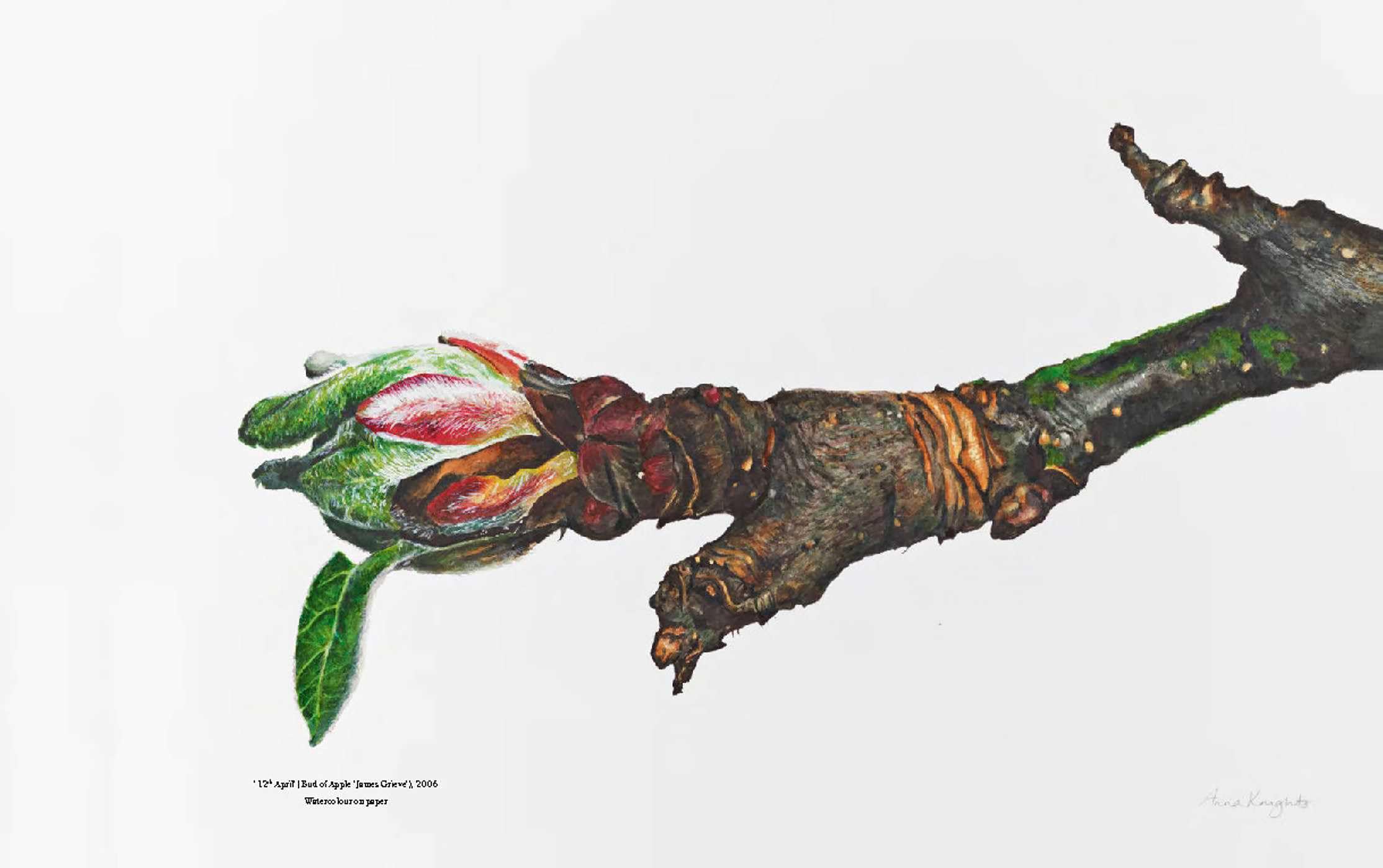 RHS Botanical Illustration (New ed) /anglais: The Gold Medal Winners