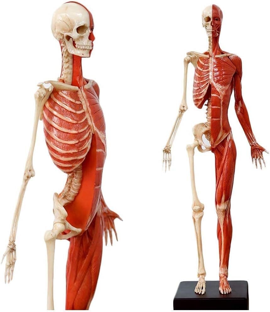 Modèle musculo-squelettique d'anatomie de 60 cm en PU