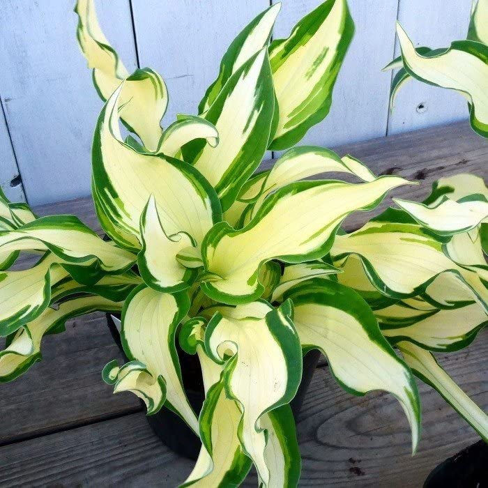 Amazon | ギボウシ ホワイトクリスマス 中斑 4号ポット 斑入り ホスタ