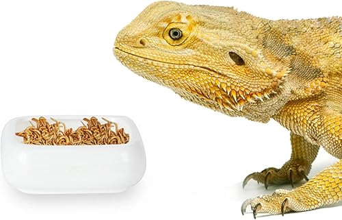 Cuencos de comida para reptiles, plato cuadrado de cerámica para alimentos para reptiles, cuenco de comida para mascotas para lagartos, dragones