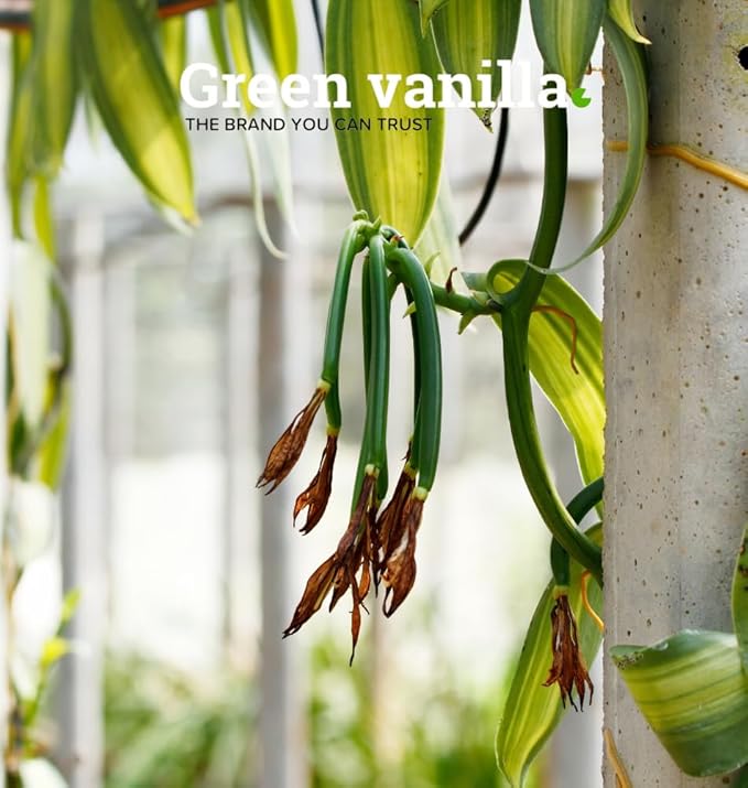 15 Vainas de Vainilla Orgánica de Madagascar Grado A 13-18 cm miniatura 5