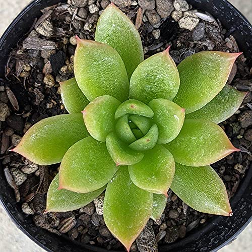 EH[^[[ 7.5cm|bg A GPxA Echeveria Y  ϗtA CeAO[ 񂹐A ke 1{ 1