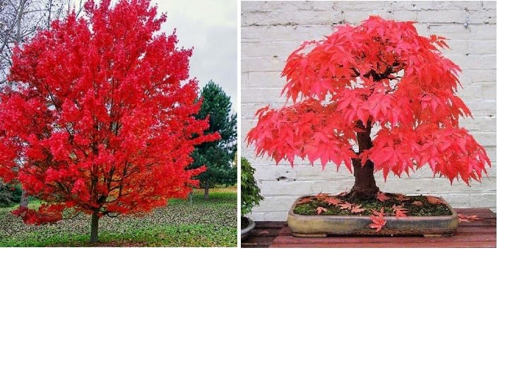 Red Maple 20+ Seeds Acer Rubrum Bonsai