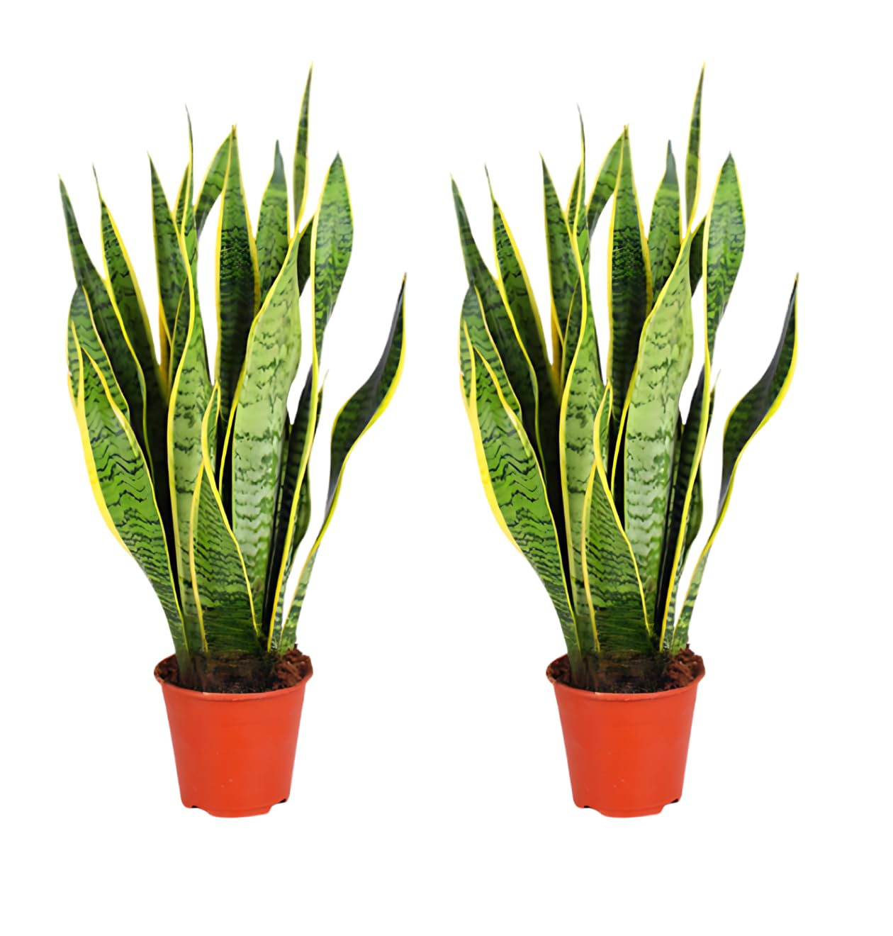 Bogenhanf | 2er-Set | Sansevieria laurentii | ca. 40-50 cm | ø 12-15 cm Topf | Pflegeleichte Zimmerpflanzen für Wohnung und Büro | Qualität vom Pflanzen Profi | Ideale Raumbegrünung