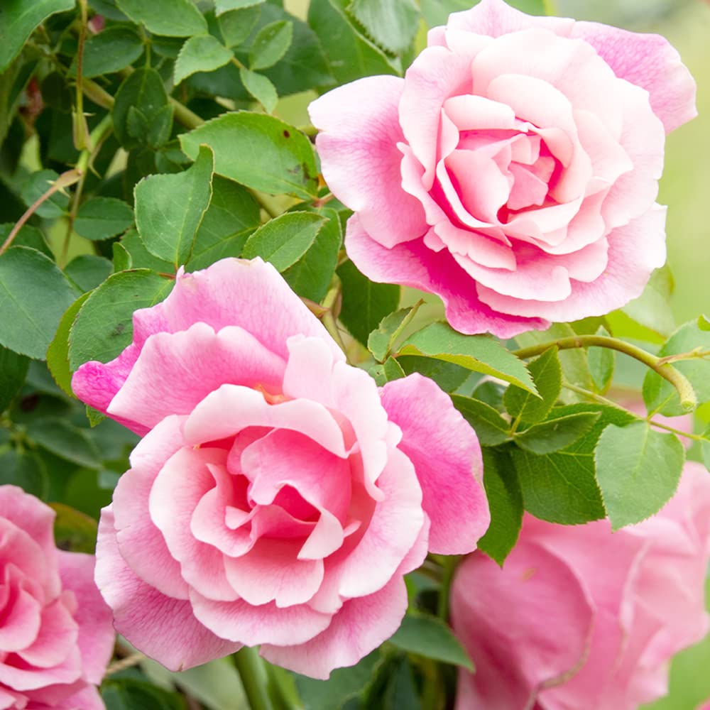 Amazon.co.jp: つる薔薇・スパニッシュビューティー 5号角鉢新苗【品種