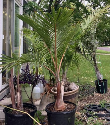 Bottle Palm Hyophorbe lagenicaulis - Unique Bottle Shaped Trunk, Ornamental Exotic Tropical Outdoor Live Palm Plant, Low Maintenance Drought Tolerant for Gardens and Patios (3gal Pot, 3-4ft) Bottle Palm Hyophorbe lagenicaulis - Unique Bottle Shaped Trunk, Ornamental Exotic Tropical Outdoor Live Palm Plant, Low Maintenance Drought Tolerant for Gardens and Patios (3gal Pot, 3-4ft)