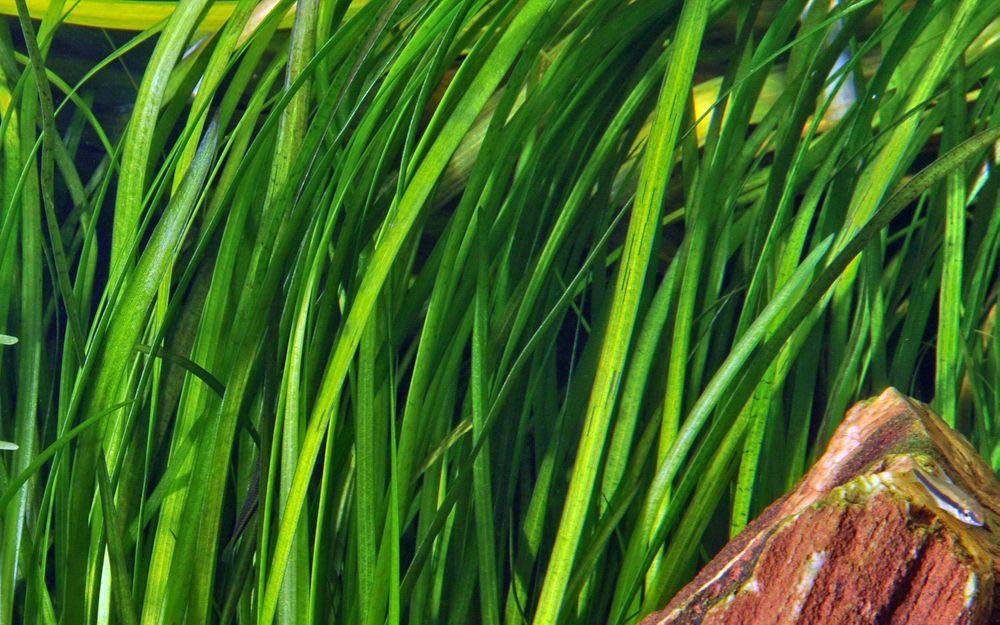 Tropica Hintergrund Set mit 6 Topf Pflanzen Aquariumpflanzenset Nr.26 Wasserpflanzen Aquarium Aquariumpflanzen