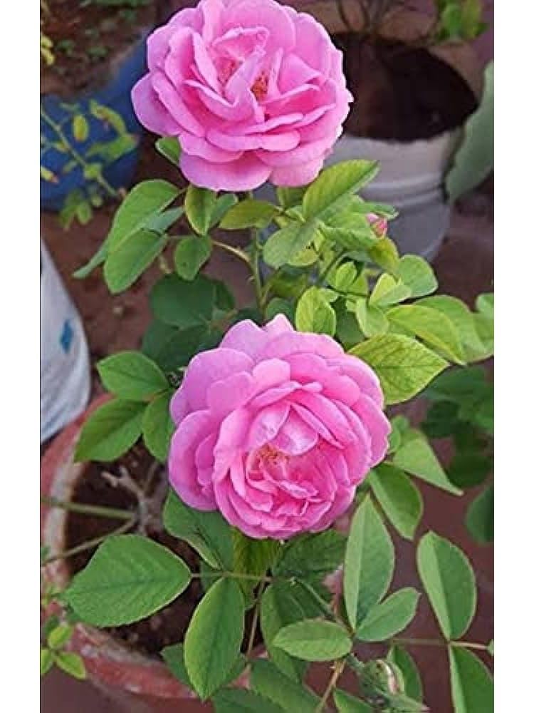 NEW DEBNATH NURSERY, Rose Plant-Pink Rose/Desi Gulab Decorative Flower Live Plant A3 (B0CRYKQ8VL) Amazon Price History, Amazon Price Tracker