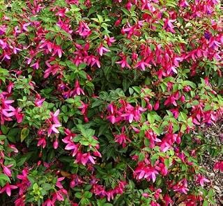 Shopvise 50Pcs Fuchsia Seeds Beautiful Rainbow Fuchsia Garden Flowers Seeds As para Jardin Seeds for Garden Decoration: Orange