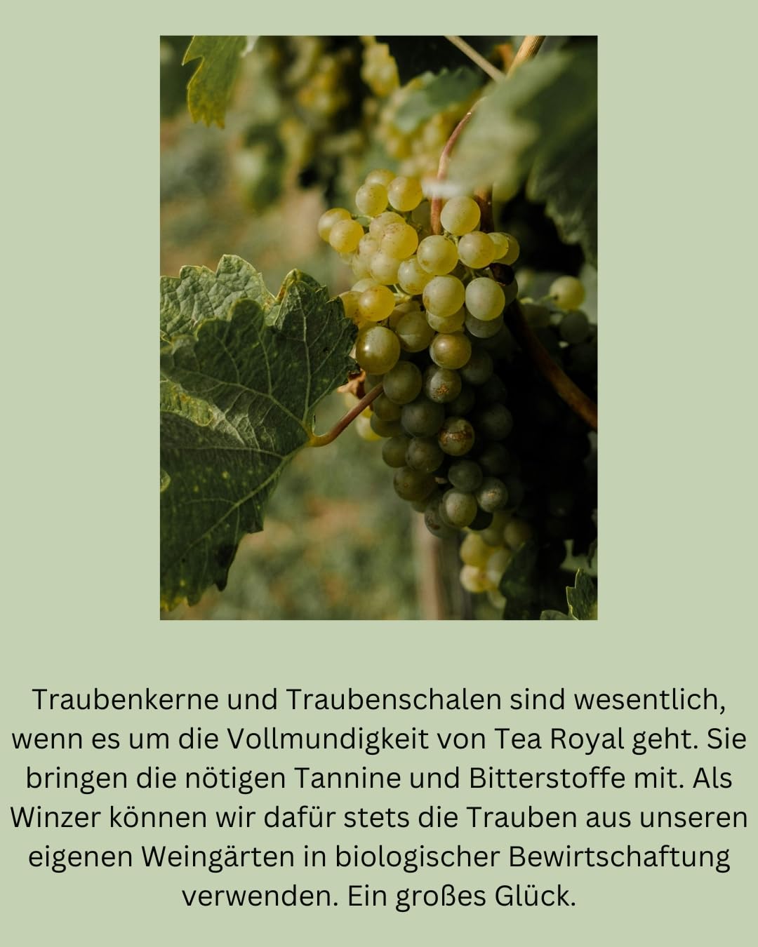 Tea Royal - Herbal Garden | Sparkling Tea | alkoholfreie Champagner Alternative | alkoholfreie Sekt Alternative | statt alkoholfreier Wein | alkoholfreier Aperitif (Herbal Garden)