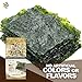 KIMNORI Kwangcheonkim Seasoned Seaweed Snacks – 24 Individual Packs Sheets Premium Natural Roasted Laver Nori 4g 0.14 Ounce 김 のり 海苔 紫菜
