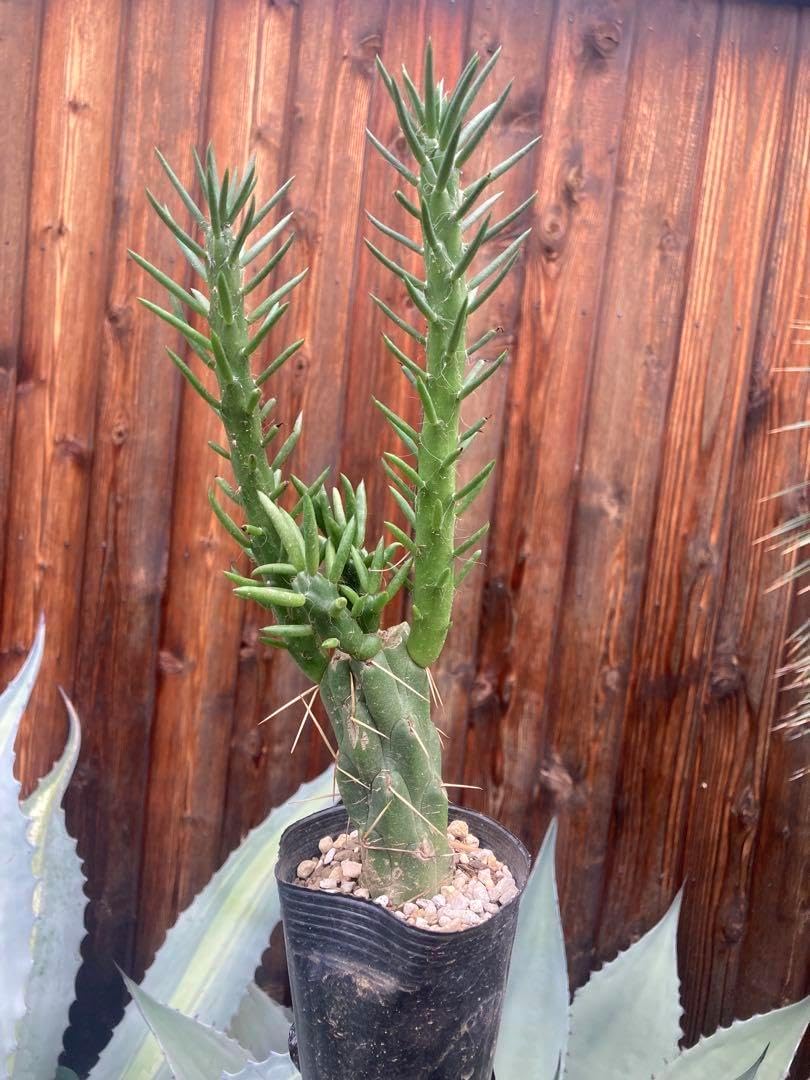 Flamberg サンピューラ ハワイアンコア 木軸シャープペンシル 木軸ペン