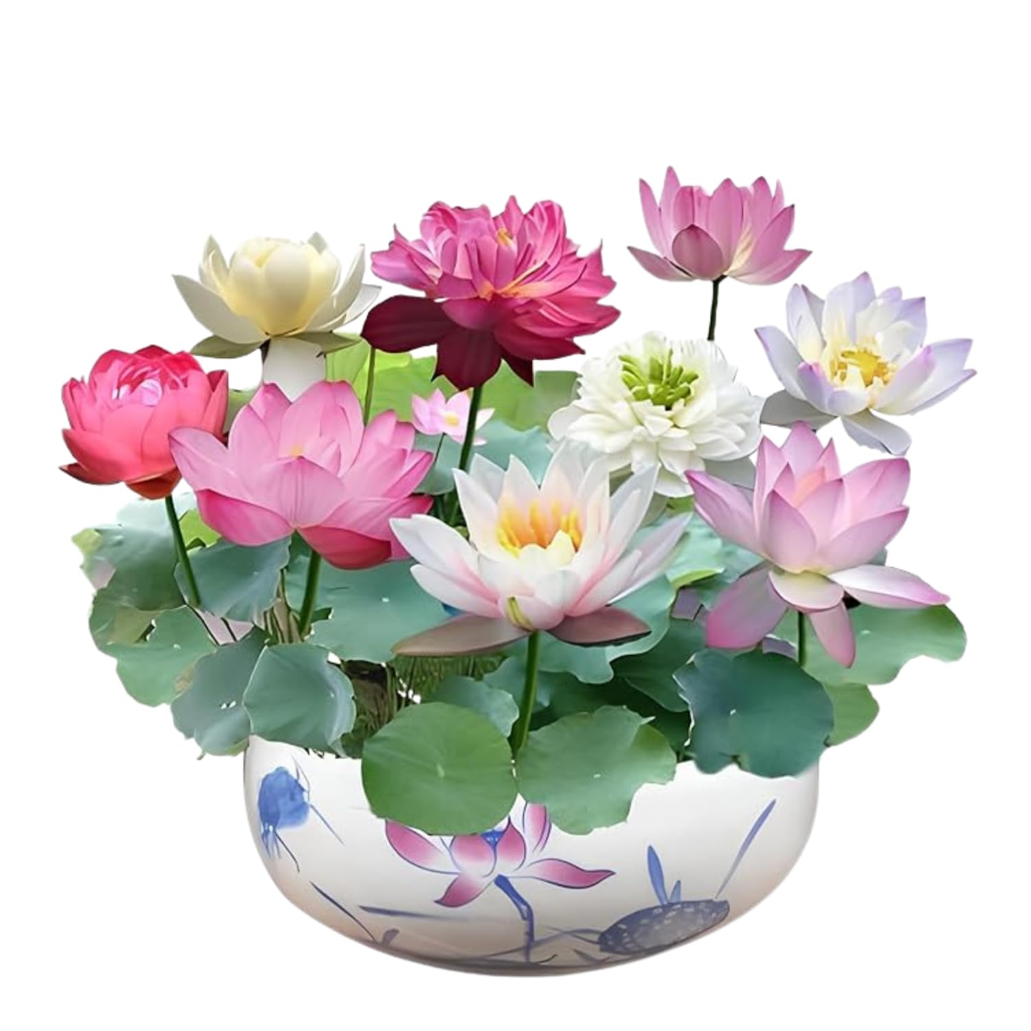 Japanese lotus seeds indoor, Decorative Flower Plants, Dwarf Rainbow Lotus Flower Seeds (Pack Of 10 Seeds) (B0DCVHF3TF) Amazon Price History, Amazon Price Tracker