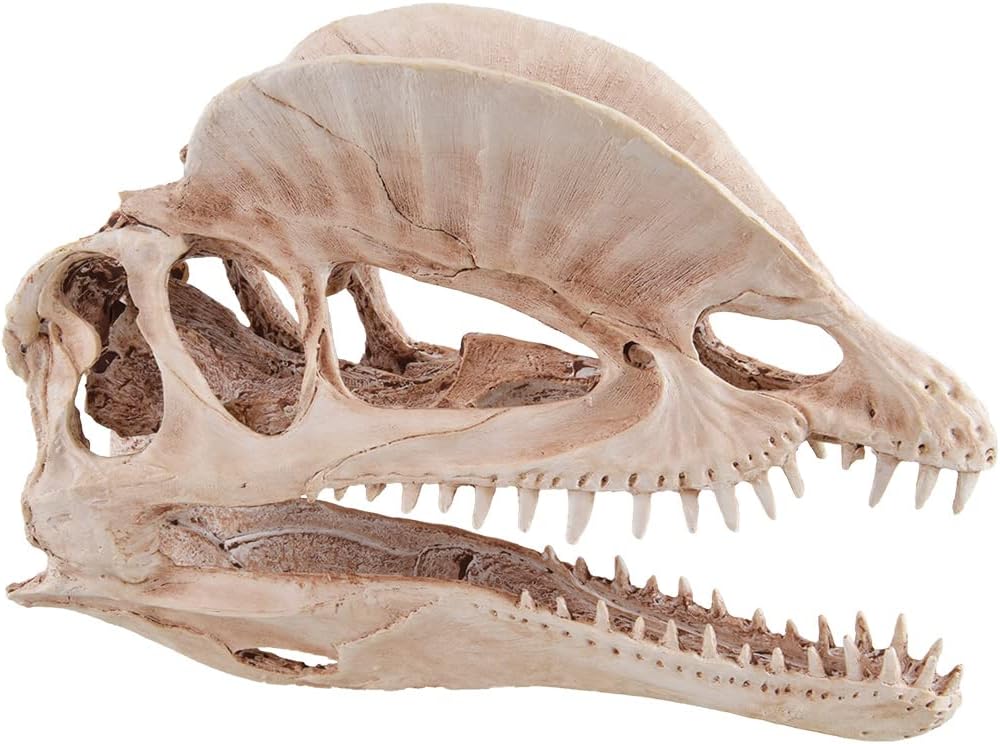 Underwater Treasures Dinosaur Skull