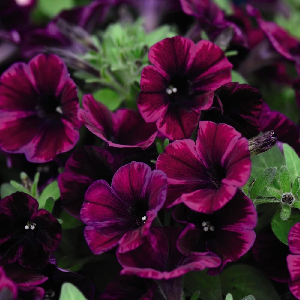 Trailing Petunia Plants 'Sweetunia Johnny Flame' Half-Hardy Annual Self-Cleaning Trumpet-Shaped Red Blooms Easy to Grow Your Own Garden Flowers 9cm Potted Plant by Thompson & Morgan (1)