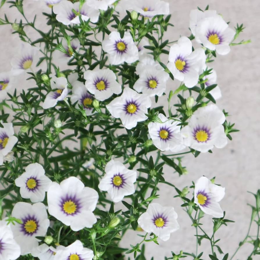 ニーレンベルギア様 リクエスト 4点 まとめ商品 ニーレンベルギア様 リクエスト 4点 まとめ商品