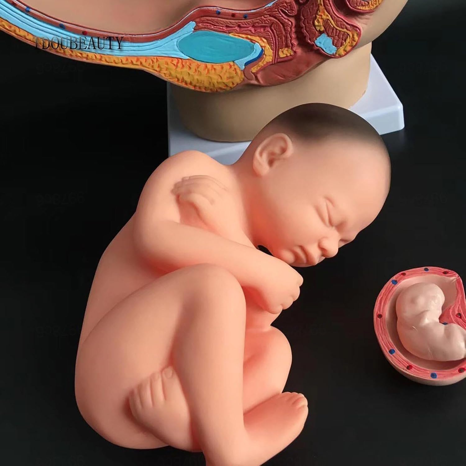 Human Female Pelvic Anatomy Model, 4-Part 9 Months Infant Fetus Model, Life-Size, with Removable Organs, for Medical Dissection