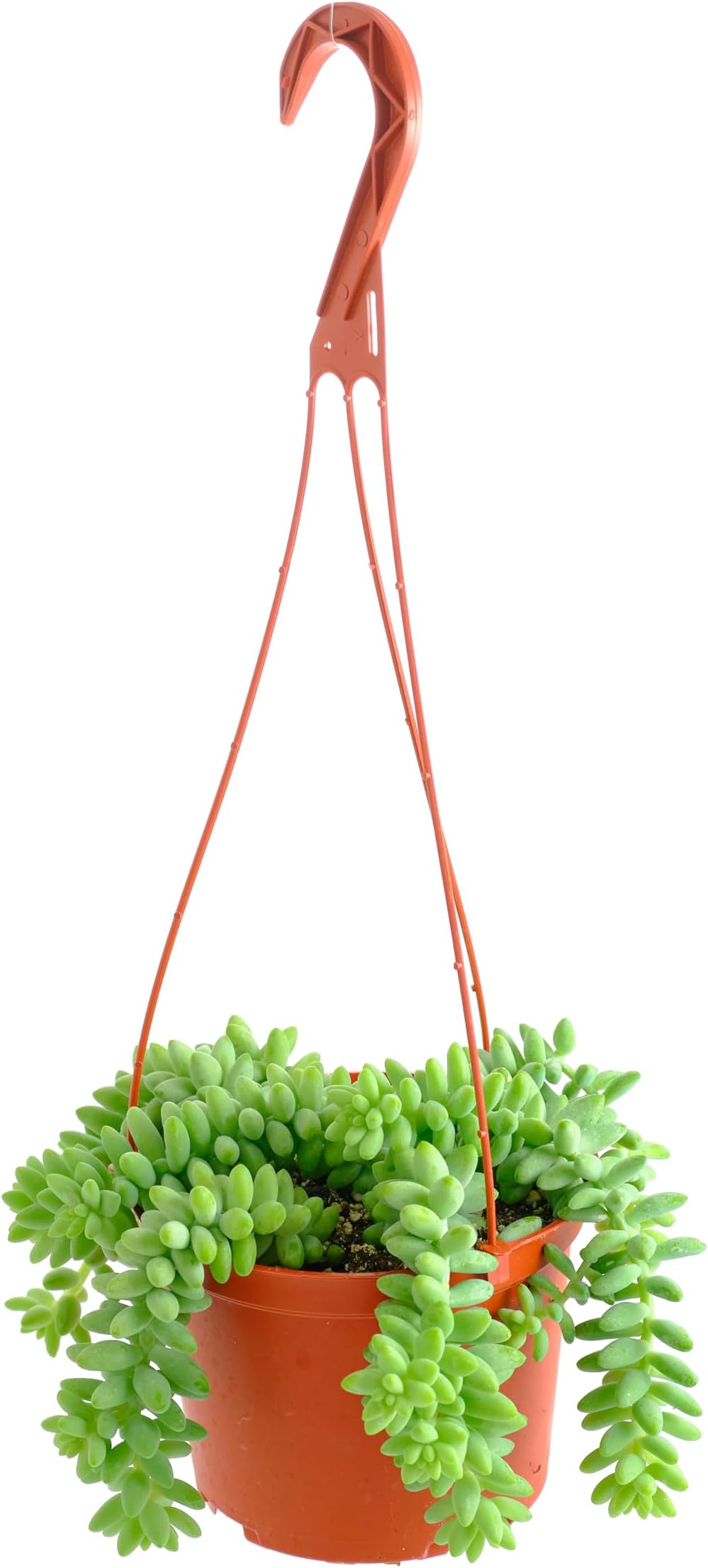 - Shop Succulents Burro's Tail Hanging Succulent, Sedum morganianum, Fully Rooted Live 6" Succulent Plant with Hanger, Low Maintenance Indoor Plant, Trailing Succulents, Gift & Garden