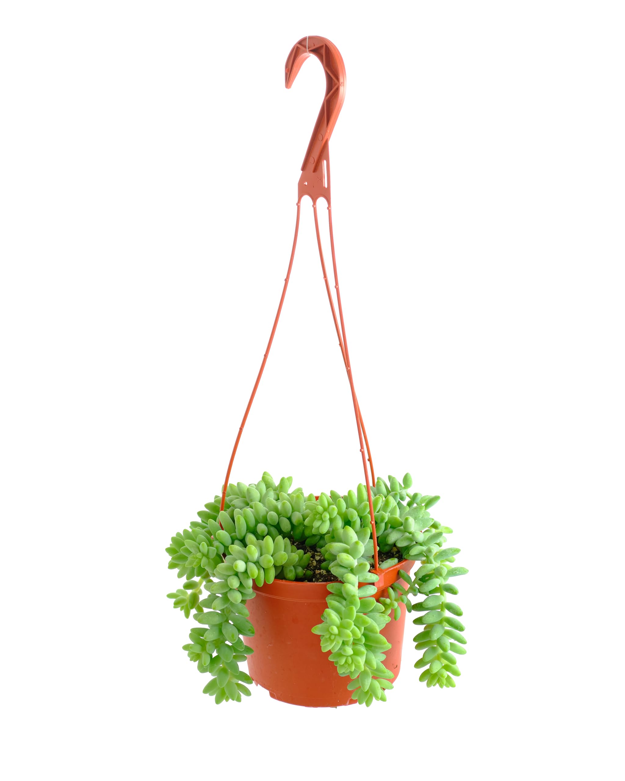 Shop Succulents Burro's Tail Hanging Succulent, Sedum morganianum, Fully Rooted Live 6" Succulent Plant with Hanger, Low Maintenance Indoor Plant, Trailing Succulents, Gift & Garden