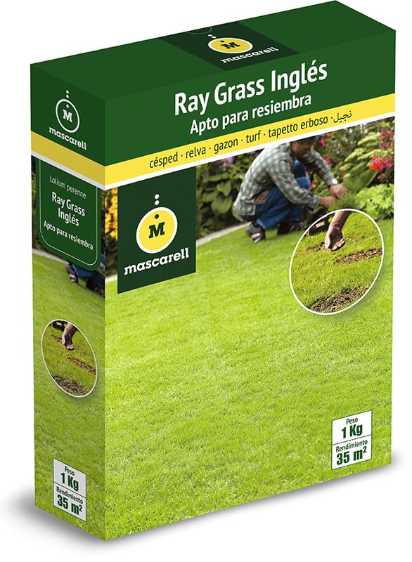 Mascarell Semillas, Semillas de Césped Ray-Grass Inglés, Lolium Perenne de Rápida Implantación, Ideal para Resiembra y Césped Denso, Resistencia Alta al Frío y al Pisoteo, 1kg