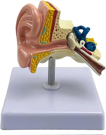 Ear Model 3D Ear Model Anatomy 1.5 Times Enlargement Human Ear Model for Demonstrate The Structure and Function of The Human Ear