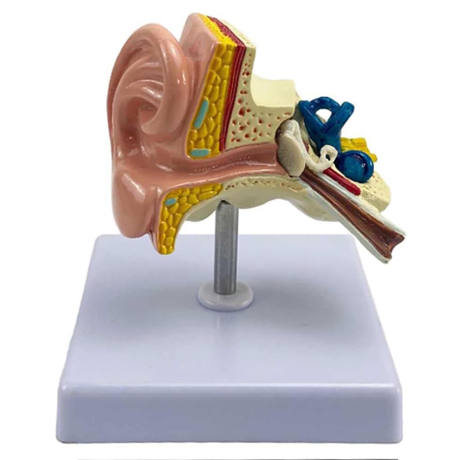 Modèle d'oreille 3D grossi 1,5 fois pour l'étude anatomique