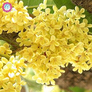10PCS Osmanthus Flower Bonsai Semi Gardenia Facile Coltivare fioritura perenne piante per il giardino domestico di balcone Cortile 1: Only Seeds