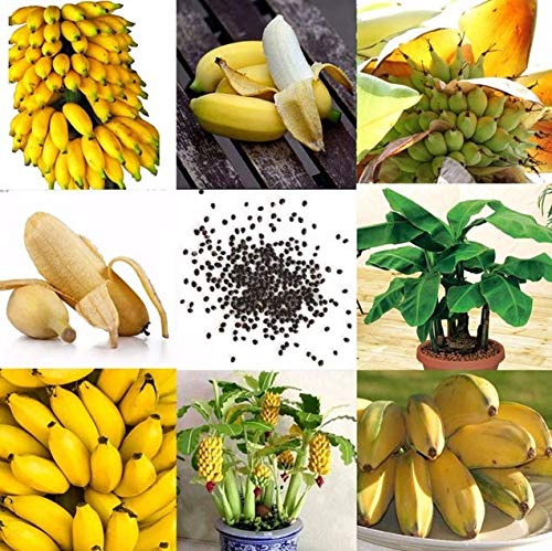 Seeds 50 PC/Banana semi -vase Bag semi Bonsai Organic Fruit of Healthy Fruit and Nutritious Fruit Dwarf Fruit Banana Plant for The Home Garden