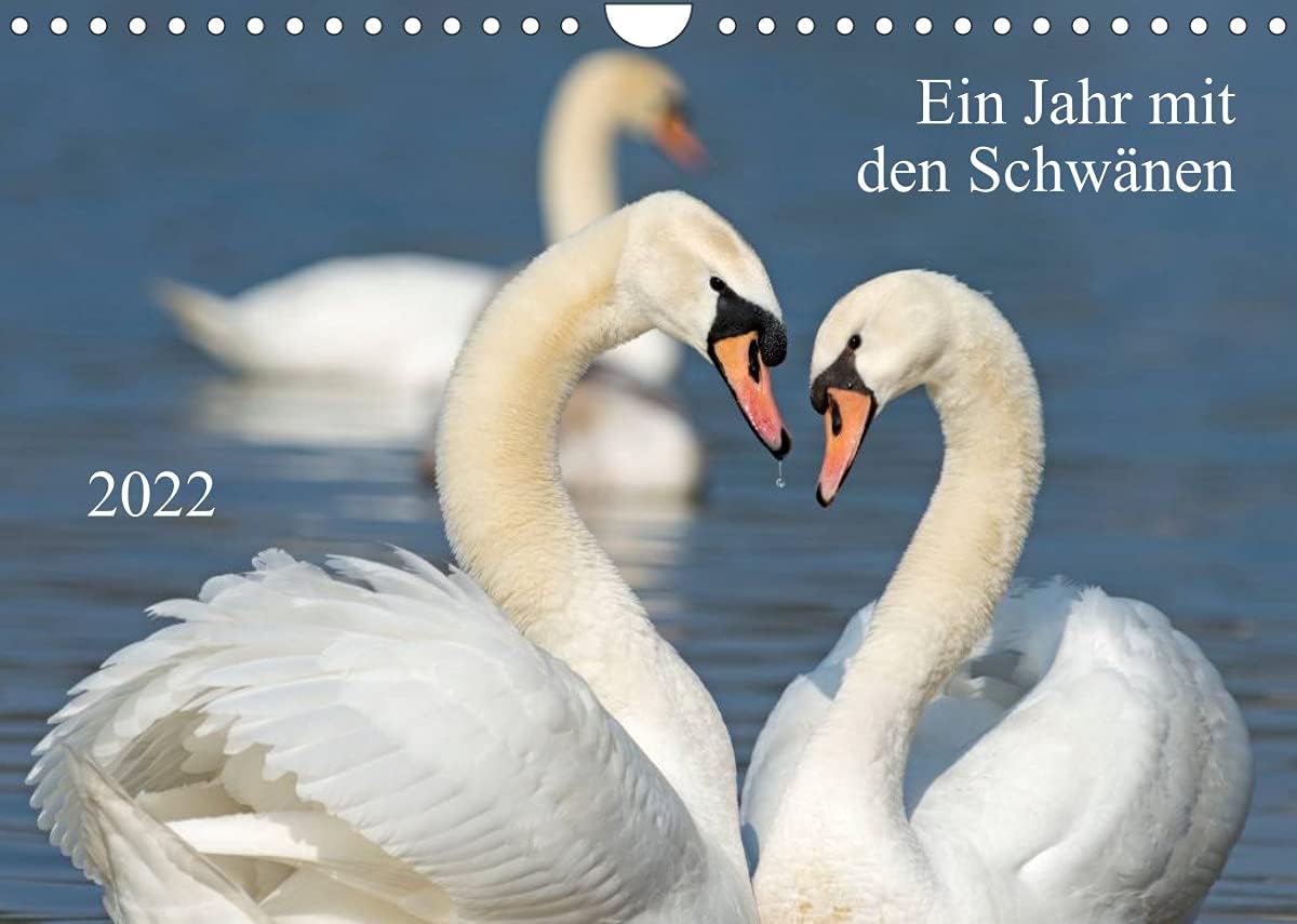 Ssu Calendar 2022 Amazon.com : A Year With The Swansch Version (Wall Calendar 2022 Din A4) :  Office Products